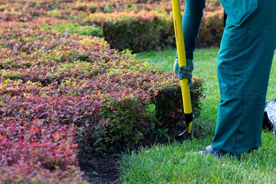 Gardener uses a long yellow-handled edging tool to cut soil along a rectangular red-leaf hedge, standing on green grass in a neatly maintained garden.