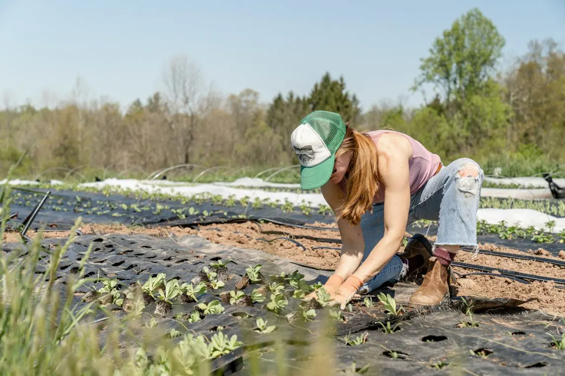 A person kneels planting seedlings through black landscape fabric in a sunny field with crop rows and drip irrigation, wearing a green cap, pink tank top, ripped jeans and boots.