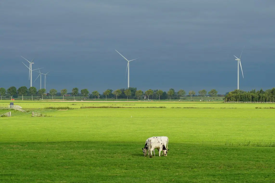 A black-and-white cow grazes on a sunlit, vivid green pasture while wind turbines stand on the distant horizon beyond a row of trees beneath a dark, stormy sky.