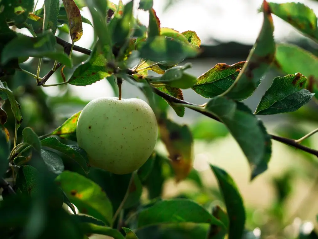 A pale green apple hangs from a slender branch, nestled among sunlit, slightly mottled leaves; dappled light and a softly blurred garden form the background.