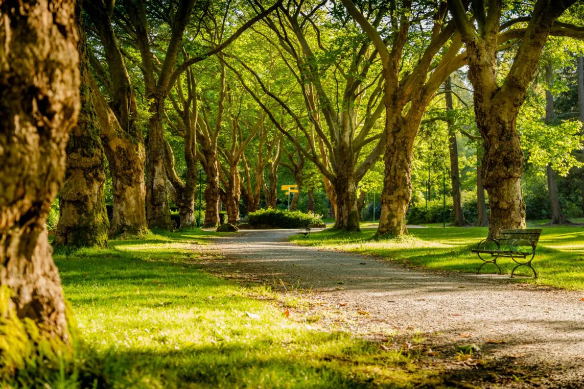 A gravel path winds under a canopy of mature plane trees; dappled sunlight filters through leaves, an empty metal bench sits at the path's edge in a peaceful, green park.