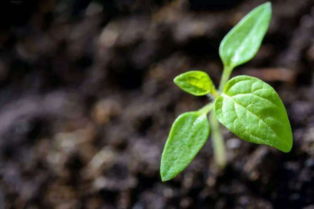 A shoot of a plant coming out of the ground